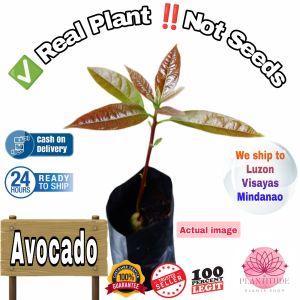 Avocado Live Plant Seedling ‼️Not Seeds ✅ Halaman Mismo