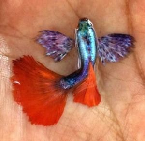 Red Tail Dumbo Guppy (Grade AA)