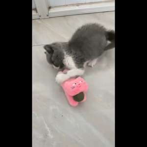 【SG Local Stock】Premium Catnip Plushy Toy Catnip Plush Cat Toy For Cat Dental Aid & Stress & Hairball Relief