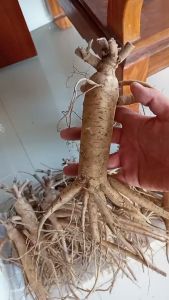 Nhân sâm tươi Bố Chính trồng tại Quảng Bình - Quảng Trị - A Lưới Huế - 1kg