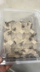 Live Adult Crickets Fresh High Protein Feed for Arowana Koi Birds Reptiles Locally Farmed in Singapore Same / Next Day Delivery
