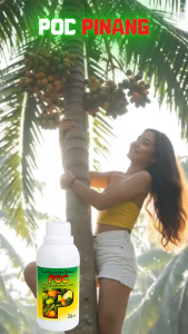 Pupuk pohon Pinang Berbuah Lebat | paket poc zpt untuk buah pinang agar cepat berbuah lebat