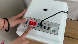 พร้อมส่งจากสมุทรปราการ 🥇 ตู้ฟักไข่ ตู้ฟักไข่ดิจิตอลมินิ และตู้ฟักฟาร์มฟักไข่ไก่ เป็ด และนก สำหรับการผลิต นอกเหนือจากบริษัทที่ทรงพลัง