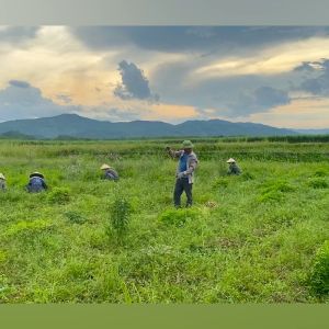 Tinh dầu bạc hà treo tủ quần áo Befine