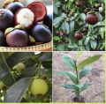CÂY  MĂNG CỤT CÂY GIÔNG CHUẨN , SIÊU NĂNG SẤT , SIÊU QUẢ , SIÊU LỢI NHUẬN. 
