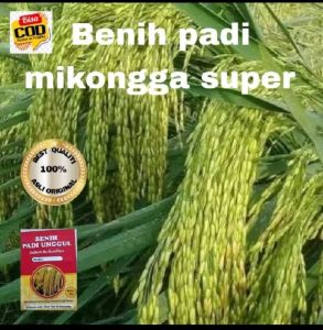 BENIH PADI MIKONGGA SUPER UNGGUL BERKUALITAS ORIGINAL 1KG