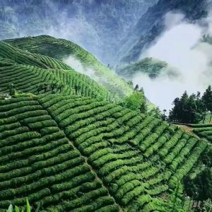 40g of Maojian Tea 2025新茶叶栗香味毛尖绿茶耐泡型 can High Quality New Tea Mingqian Maojian Green Tea Bulk Strong Flavor 毛尖茶