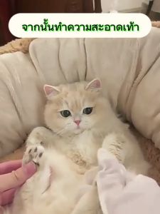 QQPET ถุงมืออาบน้ำแมว ถุงมือสัตว์เลี้ยงแบบทิ้งสุนัข เช็ดตา ถุงมือทำความสะอาด ถูกถูกคลิกที่ถุงมือเช็ดตาแมว ถูกถูกคลิกที่ถุงมือเช็ดตาสุนัข