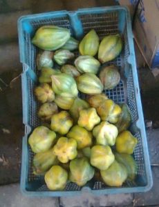 BUAH CARICA SEGAR PER 1 KG