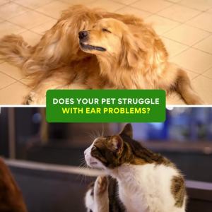 Petcher Pet Grooming Ear Drops 20ml Ear Cleanser Odor Removal and Itching Relief for Dogs and Cats