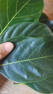 ใบขนุนสด 100 ใบ เก็บสดจากต้น