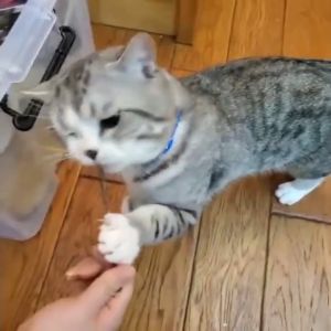 ไม้มาทาทาบิ ก้านมาทาทาบิ ไม้ขัดฟันแมว ไม้แมว ไม้แมว ไม้แปรงฟันแมว เสริมสร้างความสนุกกับเล่นสัตว์เลี้ยง 5 ไม้/1ซอง, ลดคราบหินปูน