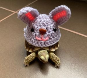 Temsuk : ชุดเต่า ชุดเต่าบก ชุดเต่าซูคาต้า ลายกระต่าย🐰 สินค้า Handmade ถักจากไหมพรม 4ply สายรัดเป็นยางยืด