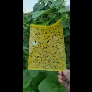 【Original+24hours delivery】100pcs Strong Fly Traps Bugs Sticky Board Dual-Sided Catching Aphid Insect Pest Control Whitefly Thrip Leafminer Glue Sticker