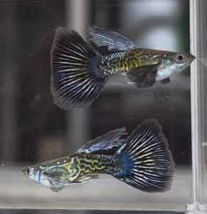 Purple Dragon Dumbo Big Ear Halfmoon Guppy(1 pair)紫龙大耳半月孔雀鱼(1对)