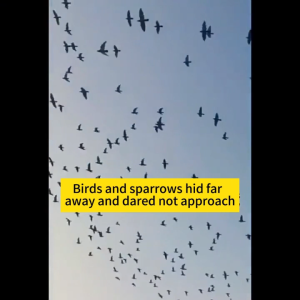 2025 bird repellent sachet🌿Repels pigeons & common birds effectively bird repellent Natural Herbal Formula bird repellent uncang bau halau burung anti-bird驱鸽香包 草本驱鸟剂 pigeon repellent natural bird repellent herbal bird repellent