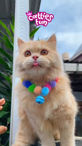 POMPOM Kalung Kucing Bulu PomPom Kalung Custom Kucing