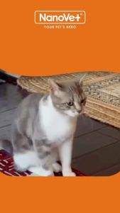 WaggyWaggy Nanovet Catnip Soft Pillow