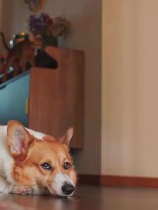 强效Amo petric青柿植物分解喷雾 猫尿除味除臭剂狗尿消毒液植物萃取