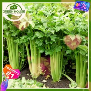 Green House® - Kinchay Catmon Chinese Celery Seeds (150 Seed) for Planting Kintsay Vegetable Plants incl. Instruction