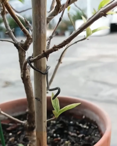 3 Pcs - Plant Support Rod with Adjustable Height Buckle Ring - 6 mm Hollow Fiberglass | Tiang Penyangga Penopang Tanaman