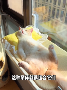 Cat Window Perch 15kg Load Foldable Cat Hammock with Strong Suction Cups Window Bed for Large & Multiple Cats