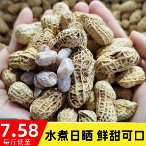 Authentic Steamed Peanuts with Salt White Dried Shell Snack Nighttime Craving Reliever Non-Fried Special Product Hunan Nuts