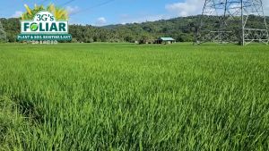 3Gs Foliar (Japan Technology) - Soil & Plant Adjuvant Bio-Stimulant Liquid Bio-Fertilizer