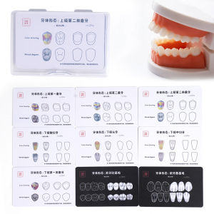 9 Tấm Mô Hình Răng Composite Nha Khoa Dùng Để Thực Hành Mô Hình Giải Phẫu Răng Cho Sinh Viên & Chuyên Gia Mẫu Nghiên Cứu