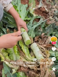 Hạt giống rau diếp xanh khổng lồ năng suất cao hàng công ty nội địa trung Hoang My food and beauty