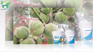 ĐẠM CÁ SD14. PHÂN BÓN HỮU CƠ XÔ 10 KG