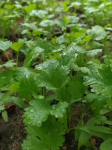 ชาวนาพันธุ์ฟักทองเมล็ดฟักทองต้นฤดูใบไม้ผลิใบใบใหญ่เกิดจากการต่อต้านเมล็ดพืชร้อน