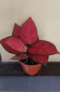 Rare Plant Red Valentine/Anak Pokok Aglaonema