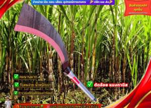 มีดตัดอ้อยตารวันแมงกานิส ทำจากเหล็กแมงกานิสแท้คมนานรับคนง่าย ใบมีดแข็งแรง