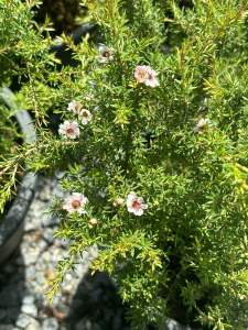 มาจ้า ใครอยากได้ ไม้ประดับ สวยๆๆ  เลี้ยงไม่ยาก  เริ่มต้นที่เนียเลย     ❤️❤️❤️      #น้องมานูก้าขาวละมุน #น่ารัก #ออกดอกตลอดปี เลี้ยงง่ายสุดสำหรับบ้านเรา  🌸📌📌 ต้น #มานูก้า #ดอกขาวละมุนน  #มานูก้า #ต้นสวย #ออกดอกทั้งปี  #ส่งพร้อมกระถาง   #ต้นมานูก้า(#Man