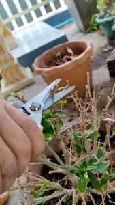 กรรไกรตัดกิ่ง 7นิ้ว กรรไกรทำสวน ตัดสังกะสี ซีลาย บอนไซ, จัดสวน ส่งไว สต๊อกไท