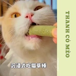 Que cỏ Mèo thanh cỏ thưởng cho Mèo catnip sáng mắt tiêu búi lông hỗ trợ tiêu hóa catnip meomeo