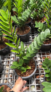 กวักมรกต ต้นไม้มงคล ไม้ฟอกอากาศในบ้าน Zamioculcas zamiifolia