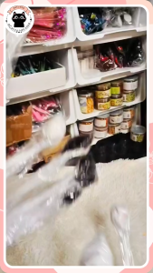 🐈‍⬛ปอมๆขนมิ้ง น้องแมว ขนฟูนุ่มนิ่ม ไม้ตกแมว ของเล่นแมว ไม้ล่อแมวหัวฟูตาโต🐈‍⬛