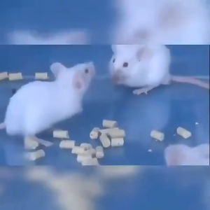 ❗️Death in 5 seconds❗️ Rat Killer Died outside Rat Killer for home 50/100g Rat Killer Poison Killer Plant formula 老鼠药 Rat poison for big rats Mouse Killer Mouse repellent for home Harmless to humans and pets
