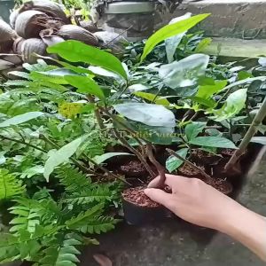 Cây Thần Kỳ - Cây biến đổi vị giác