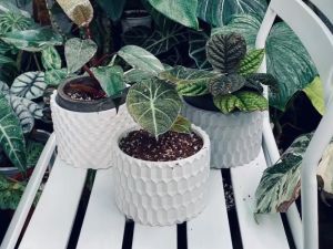 Set 4 chậu xi măng cao cấp trồng sen đá  xương rồng bonsai cây cảnh chính hãng Cori hình trụ tròn kích thước 15x11.2 cm