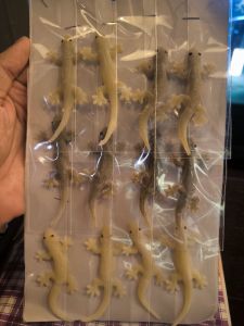 จิ้งจก1แผง 12ตัว จิ้งจกปลอมเหมือนจริงมาก ซื้อทีทั้งแผงเลยค่าส่งถูกเอาไปหลอกเพื่อน หรือใครทาสแมวคุณสามารถเอาไปหลอกแมวของคุณ ให้จ้องจิ้งจกได้ทั้งวัน ไม่เป็นปาบ