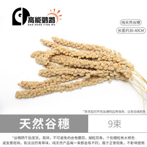 Parrot Snacks Oryza Golden Grain Oryza Xiaomi Spike Bird Weaning Snacks Coarse Grains Molar Learn to Eat Natural Ear of Wheat Feed