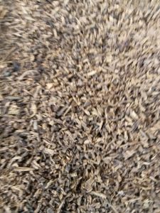 gagang cengkeh rajangan peluru 1kg kering.