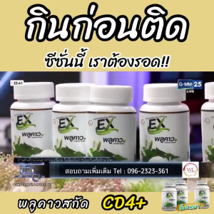 4แถม3 EX พลูคาว เอกซ์ พลูคาว แบบแคปซูล พลูคาวสกัดเข้มข้น เสริม ภูมิคุ้มกัน 1กระปุก 30แคปซูล