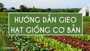 Hạt giống Cải cầu vồng vàng YELLOW SWISS CHARD 129 (10g) - Hạt giống Rạng Đông