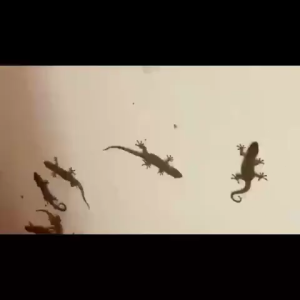 ครีมกำจัดจิ้งจก ยากำจัดจิ้งจก ยาฆ่าจิ้งจก ไล่ตุ๊กแกถาวร ไล่ตุ๊กแก 8 ชิ้น/กล่อง ผลยาวนาน ปลอดภัยสำหรับคนและสัตว