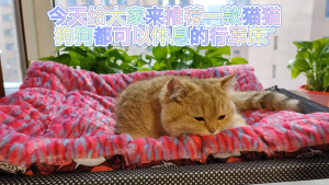 Elevated Dog BedSG stockFast ShippingDog Bed Elevated Dog Bed Cat Bed Breathable Moisture-Proof Easy to Clean 4 Size A-0029 3359676312