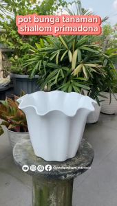 POT BUNGA TANAMAN SHALLOM PRIMADONA BAHAN TEBAL - SHALLOM PRIMADONA